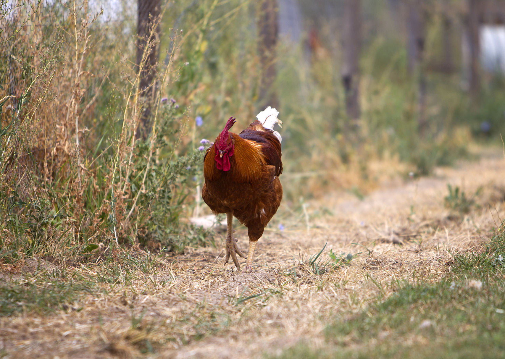 Agrarian Harvest